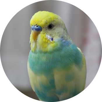 鳥の画像