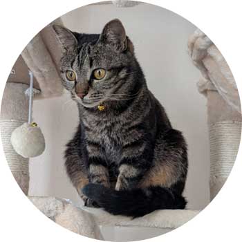 猫の画像